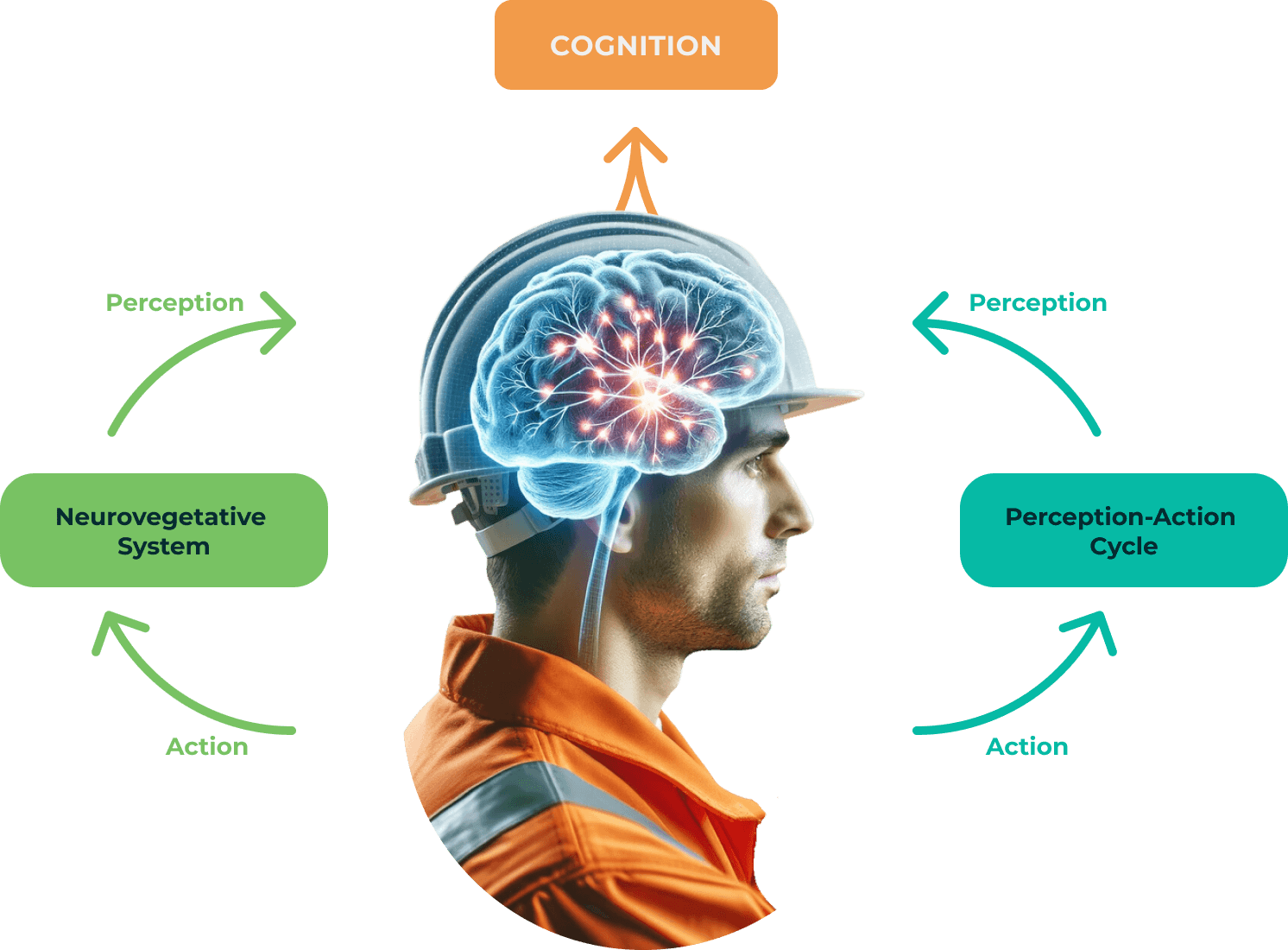 Cognittiv - Science Behind - main image (1)